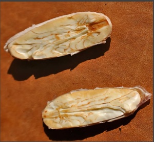 CACAO Boabe Crude - COLUMBIA Antioqua Finca Betulia B9 100% White Genetics - Img 2
