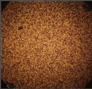 COLUMBIA Finca La Luisa Lychee Honey - Img 2