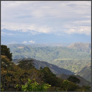 COLUMBIA Finca Las Brisas Gesha - Img 4