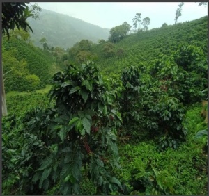 COLUMBIA Finca Yarumal Gesha Natural - Img 3