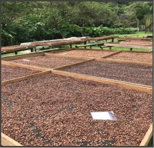 COLUMBIA Huila El Libano Washed Double Fermentation - Img 3