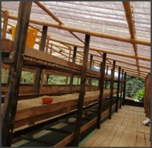 COLUMBIA Huila Finca El Rosal Washed - Img 5