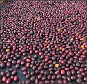 COLUMBIA Huila Finca Santa Barbara Geisha Semi-Washed - Img 4