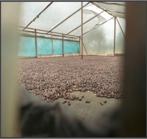 COLUMBIA Huila Finca Villa Betulia Anaerobic Natural