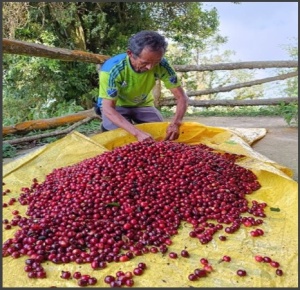 EL SALVADOR Finca Ethiopia Anaerobic Natural - Img 3