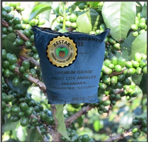 EL SALVADOR Finca Los Angeles