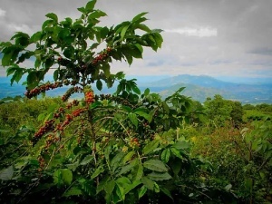 EL SALVADOR Finca San Francisco Anaerobic Natural 88.5 pc - Img 3