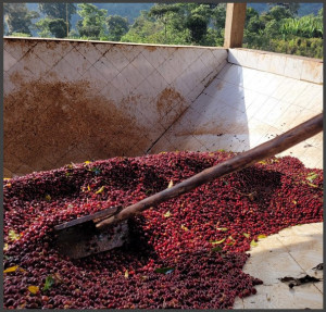 ETIOPIA Guji Uraga RARO Carbonic Maceration - Img 4