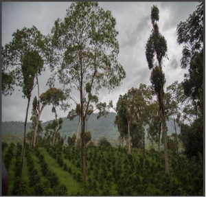 ETIOPIA Sidamo Ato Tona - Img 2