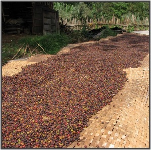 ETIOPIA Sidamo West Arsi Nensebo Refisa Washed - Img 4