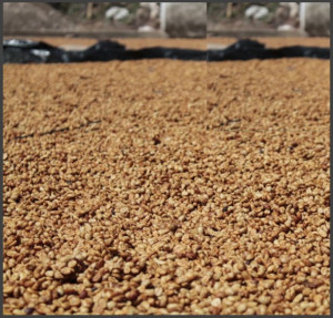 GUATEMALA Antigua Finca Medina Black Honey - Img 2