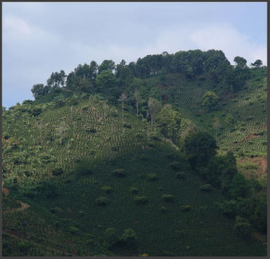 GUATEMALA Chorti Valleys - Img 2