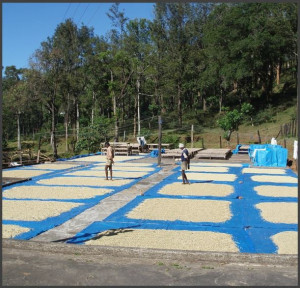 INDIA Plantation A Kaveri Estate