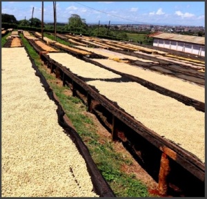 KENYA Kijani Kiboko AA Plus