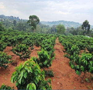 KENYA Nyeri Ruka Chui - Img 2