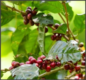 NICARAGUA Mozonte Finca La Esperanza - Img 4