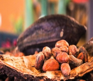 RAW COCOA BEANS - MEXIC Sierra Madre - Img 2