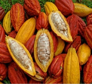 RAW COCOA BEANS- PERU Cajamarca Oro Del Chimchipe - Img 2