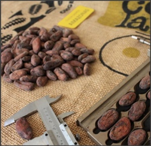 RAW COCOA BEANS -VENEZUELA Cuyagua Clarino - Img 4