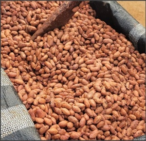 ROASTED COCOA BEANS-  PERU Marahua, San Martin - Img 1