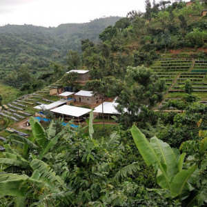 RWANDA Bugoyi Baho Red Bourbon - Img 4