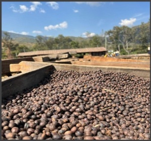 TANZANIA Robusta Bukoba - Img 2
