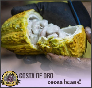 UNROASTED COCOA BEANS - VENEZUELA Ocumare Costa de Oro