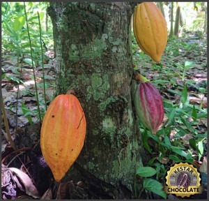 UNROASTED COCOA BEANS -VENEZUELA Puerto Cambello Patanemo - Img 3