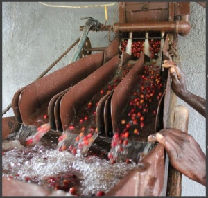 BURUNDI Gakenke Kayanza Honey - Img 4