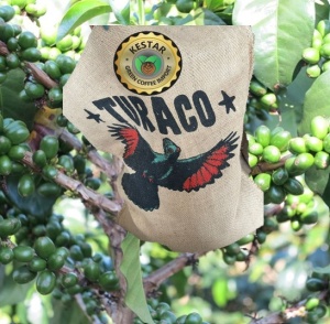 BURUNDI Turaco Kayanza - Img 4