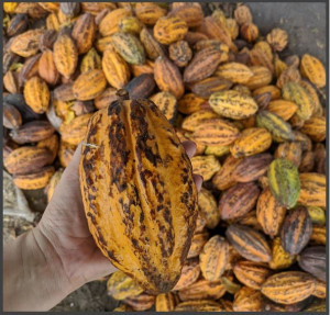 CACAO Boabe Crude - ECUADOR Hacienda Victoria - Img 5