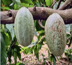 CACAO Boabe Crude - REPUBLICA DOMINICANA Puerto Plata Taino Soliman - Img 3