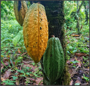 Ciocolata Artizanala Bean to bar - VENEZUELA Sur del Lago Tucani - BRONZE WINNER @Chocawards - Img 3