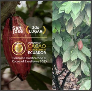 boabe de cacao 