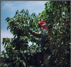 COLUMBIA Antioqua Finca Capilla De Rosario Coconut Co-fermented - Img 3
