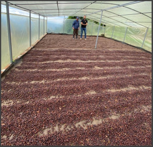 COLUMBIA Huila Finca El Recreo Pink Bourbon - Img 3