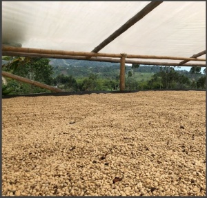DECAF COLUMBIA Tumbaga Sugarcane - Img 5