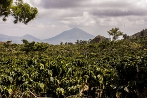 EL SALVADOR Beneficio Las Cruces Anaerobic Natural Mountain Dry 300+H - Img 2