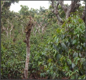 EL SALVADOR Finca Las Nubes Natural - Img 4