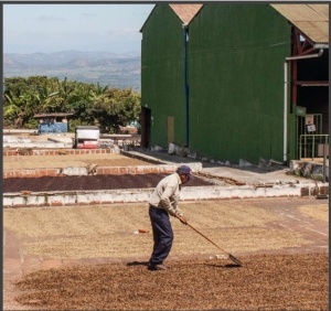 EL SALVADOR Finca Miramar Anaerobic Honey - Img 4