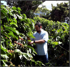 EL SALVADOR Finca San Francisco Anaerobic Washed 87.5 pc - Img 2