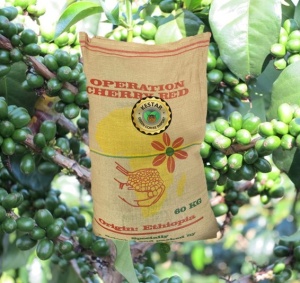 ETHIOPIA Sidamo Alemayehu Hillo