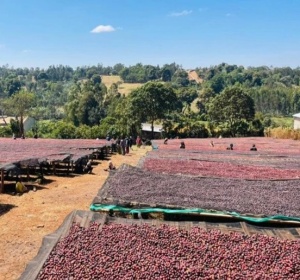 ETHIOPIA  Sidamo Legesse Matisso Natural Gr. 1