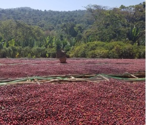 ETHIOPIA Yirgacheffe Dilla Zuria - Img 4