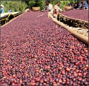 ETIOPIA Guji Uraga RARO Anaerobic Natural Gr 1