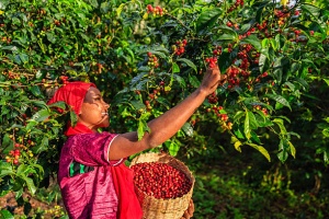 ETIOPIA Sidamo Ato Tona - Img 3