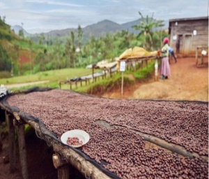 ETIOPIA Sidamo Shantawene - Honey Wine Fermentation - Img 3