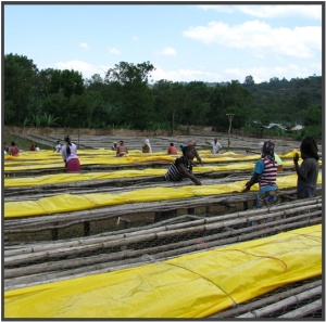 ETIOPIA Sidamo West Arsi Nensebo Refisa Washed - Img 3