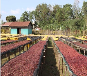 Etiopia Yirgacheffe Arforsa Gr.2
