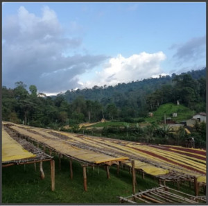 ETIOPIA Yirgacheffe Aricha Natural Gr.1 - Img 2